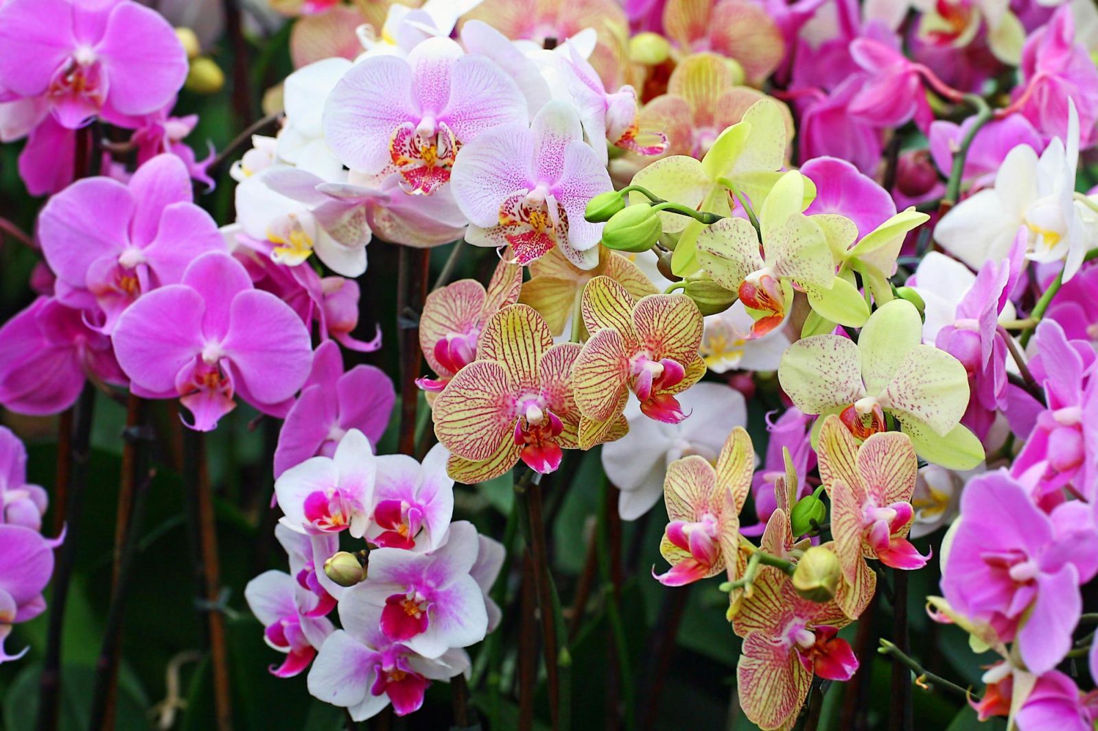 Spiritual beauty in bloom